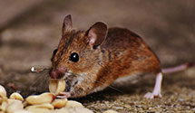 24 Hour & Emergency Exterminators in Cimarron City, OK